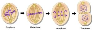 AP Biology slyacademy.com