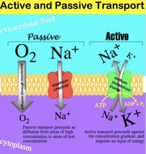 AP Biology slyacademy.com