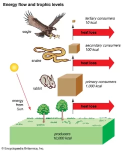 AP Biology slyacademy.com