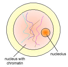 AP Biology slyacademy.com