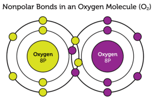 AP Biology slyacademy.com