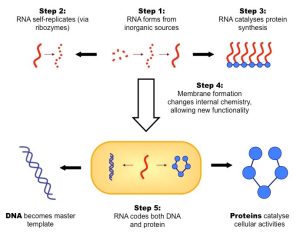 AP Biology slyacademy.com