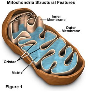 AP Biology slyacademy.com