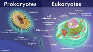 AP Biology slyacademy.com