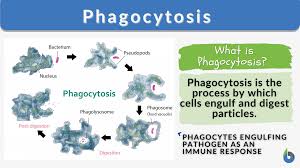 What is Phagocytosis