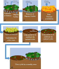 What is Shifting Cultivation