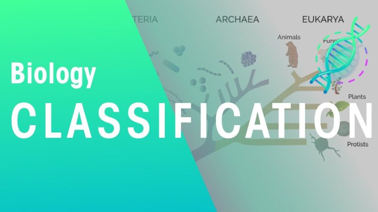 What Is Classification? - Sly Academy