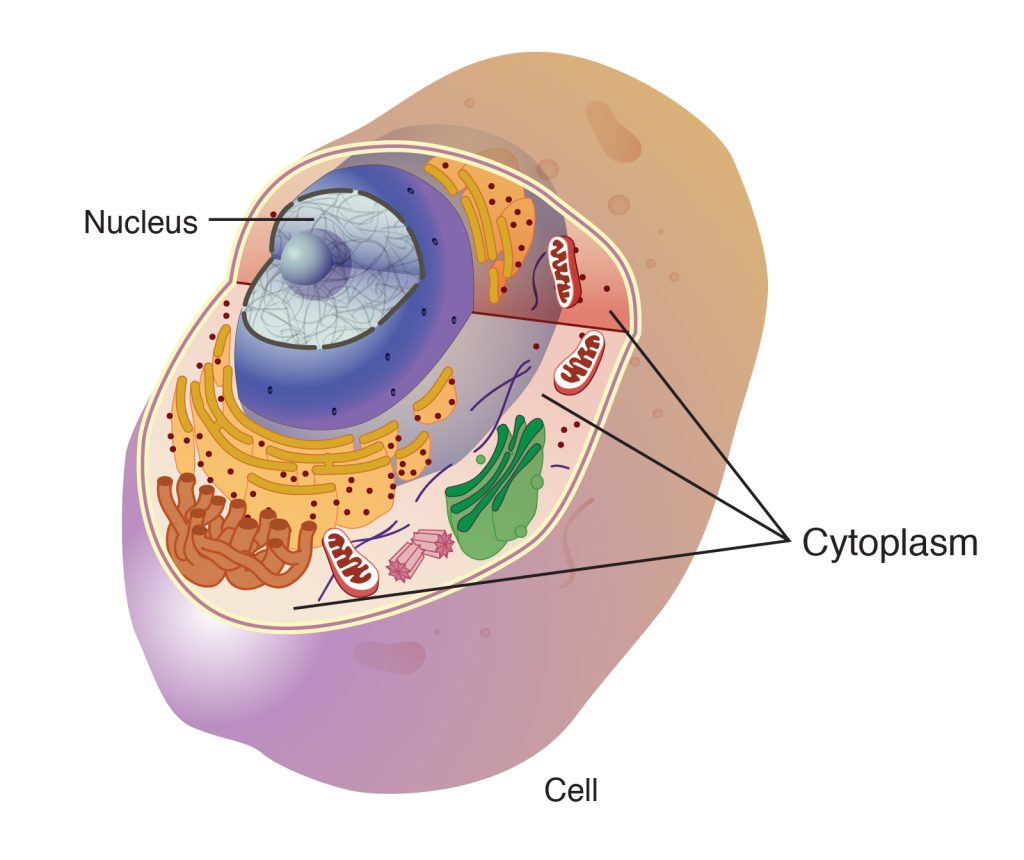 What is Cytoplasm