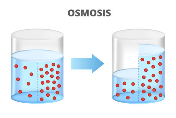 What Is Osmosis?