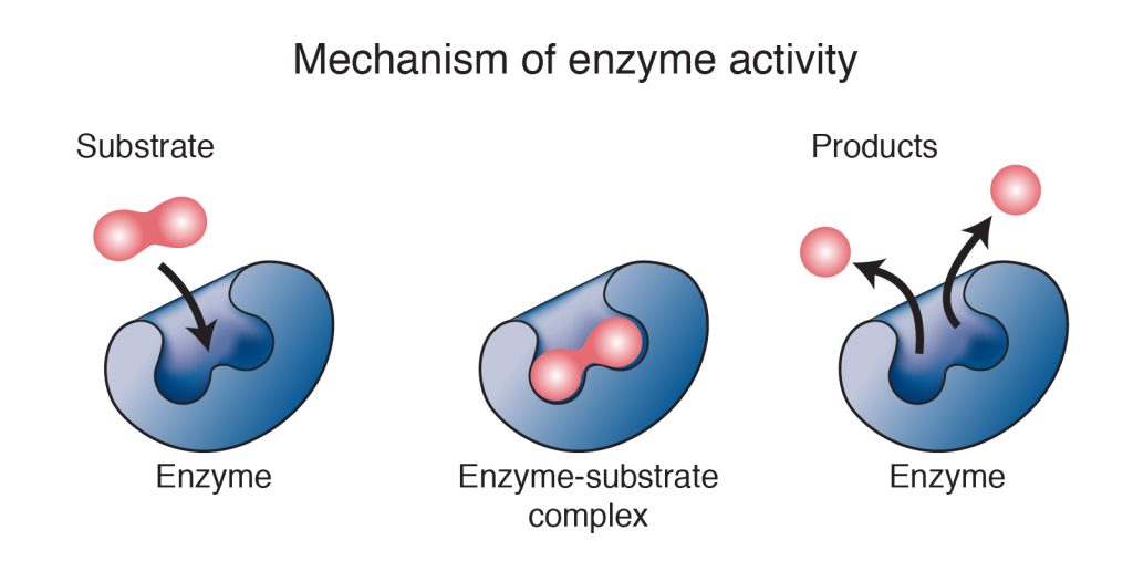 What Is Enzyme?