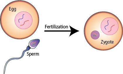 What Is a Zygote?