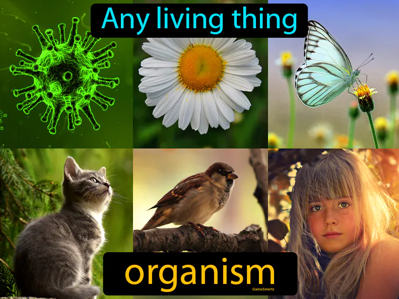 What is an Organism