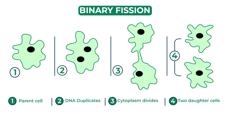 What Is Binary Fission?