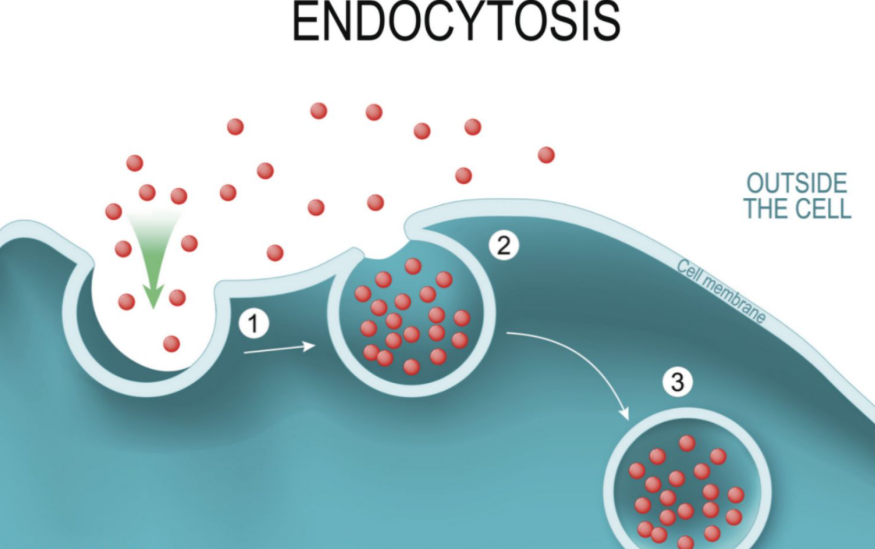 What Is Endocytosis?