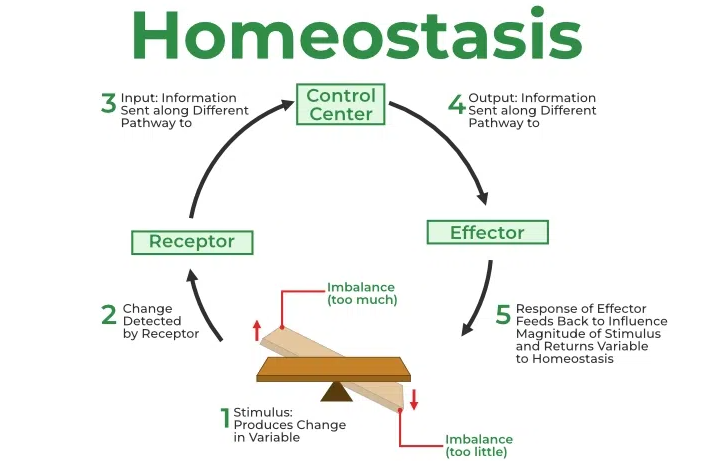 What is Homeostasis