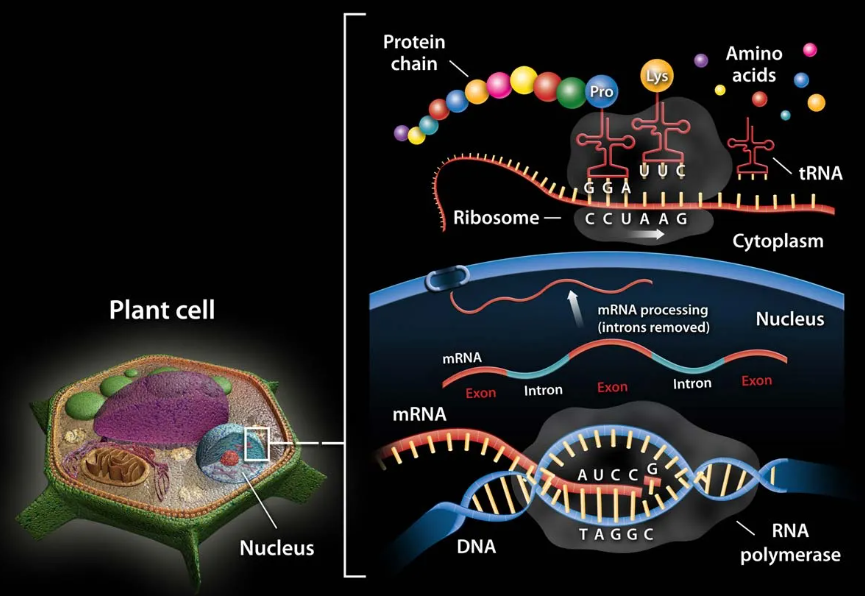 What Is Transcription?