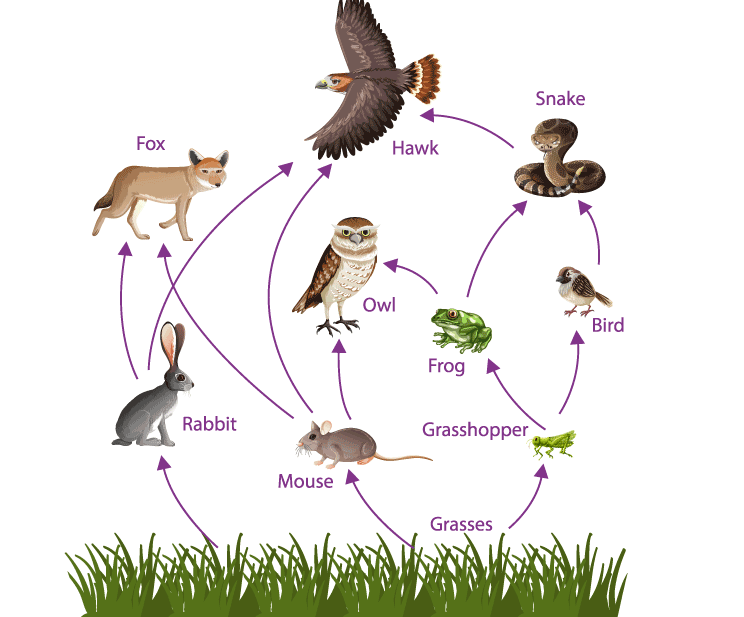 What Is a Food Chain?