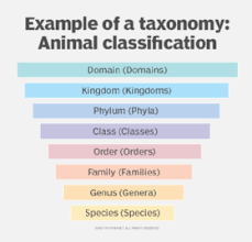 What is Taxonomy