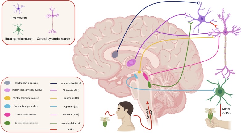 Etiology of Schizophrenia