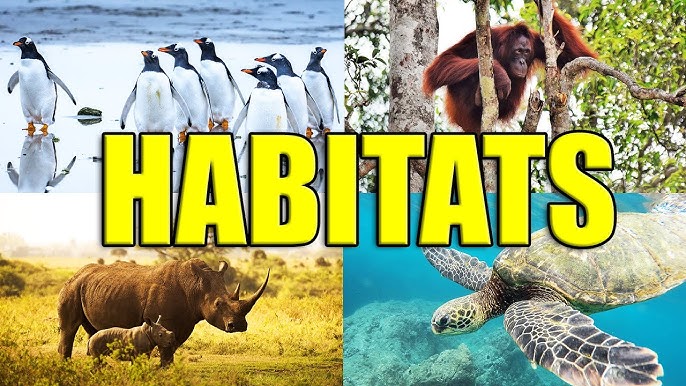 What is Habitat