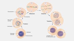 What Is Mitosis