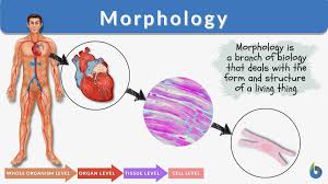 What Is Morphology