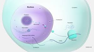 What Is Nucleus