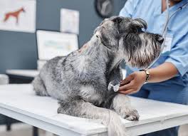 Hookworms in Dogs - Everything you need to know