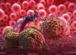 Malaria – Everything you need to know