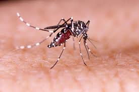 Dengue - Everything you need to know