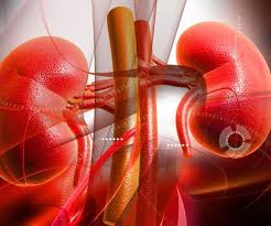 Stage 3 Kidney Disease - Everything you need to know